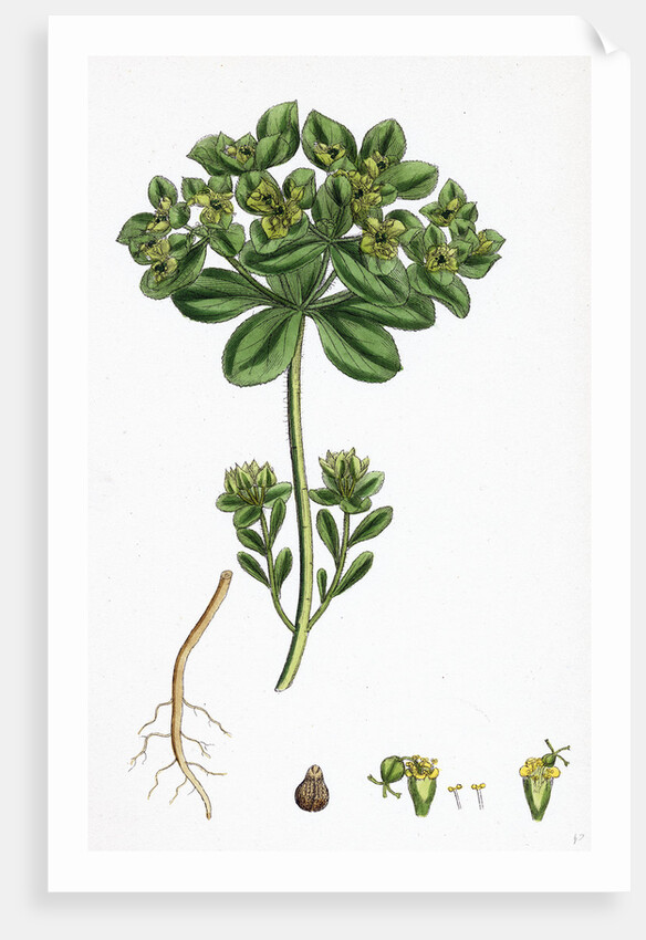 Euphorbia Helioscopia Sun Spurge by Anonymous