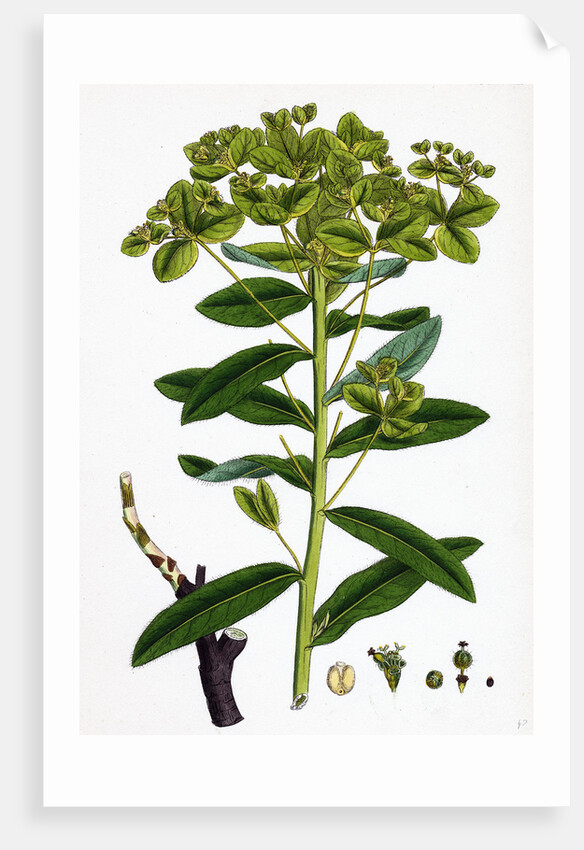 Euphorbia Pilosa Downy Spurge by Anonymous