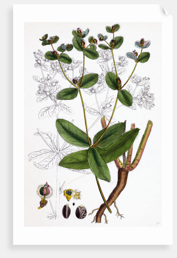 Euphorbia Coralloides Coral Spurge by Anonymous