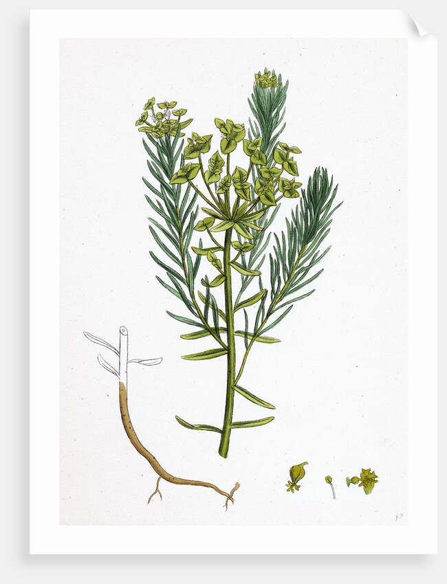 Euphorbia Cyparissias Cyprus Spurge by Anonymous