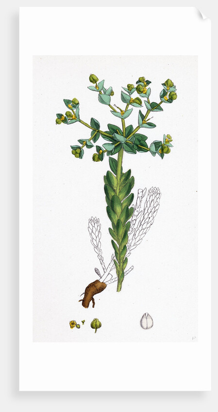 Euphorbia Paralias Sea Spurge by Anonymous