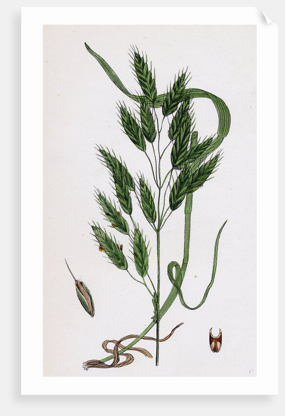 Bromus Secalinus Var. Velutinus Rye Brome-Grass Var. B. by Anonymous