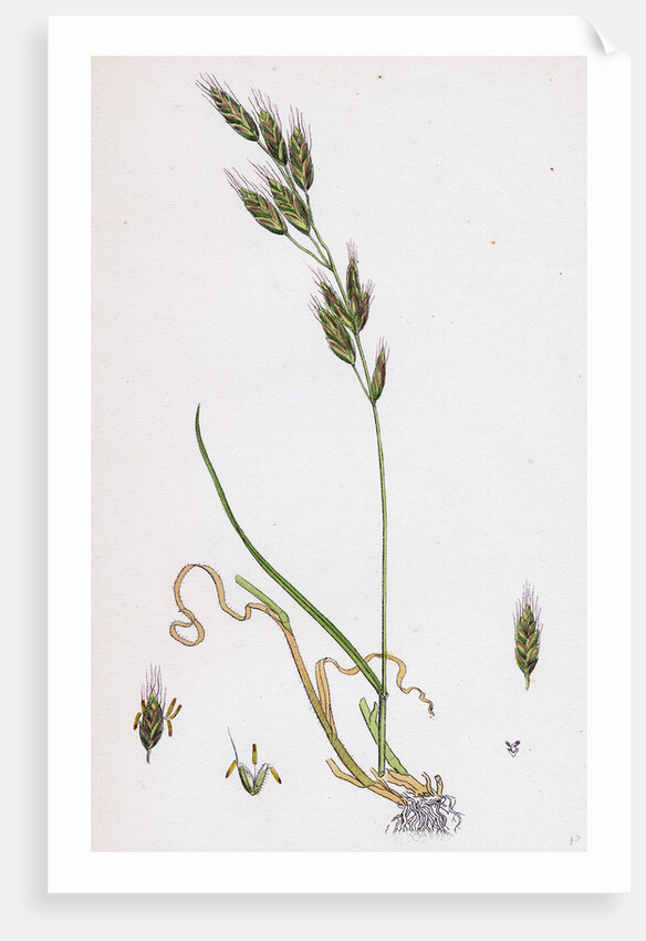 Bromus Racemosus Racemose Brome-Grass by Anonymous
