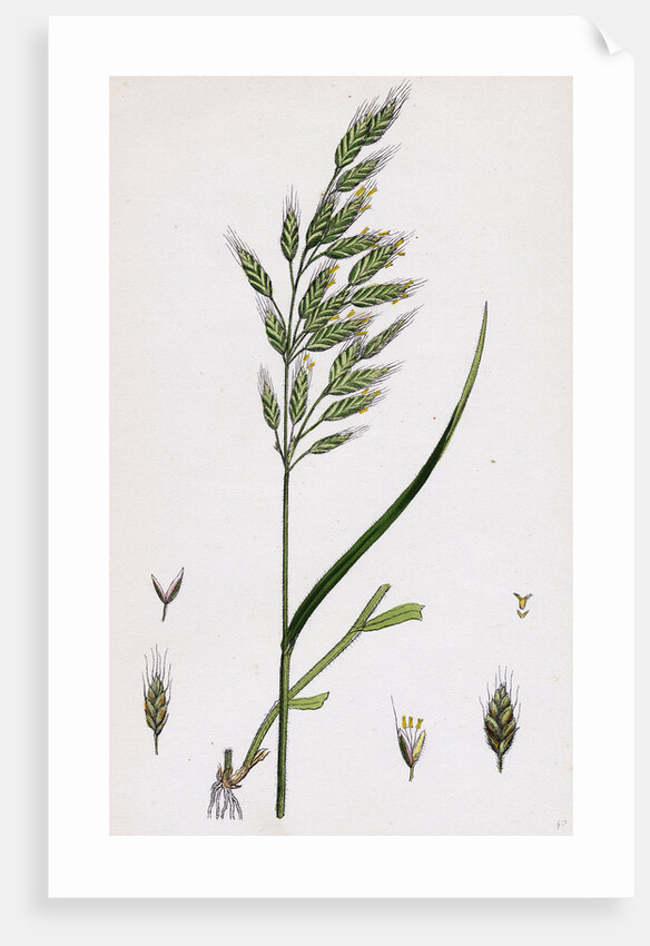 Bromus Mollis Var. Genuinus Soft Brome-Grass Var. A. by Anonymous