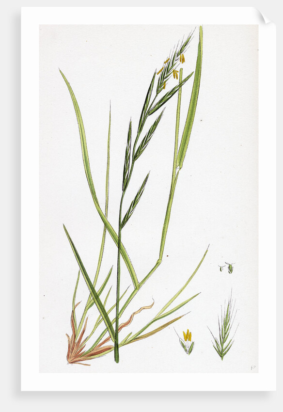 Brachypodium Sylvaticum Wood False-Brome-Grass by Anonymous