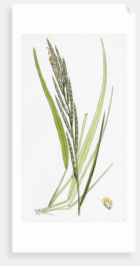 Brachypodium Pinnatum Barren False-Brome-Grass by Anonymous