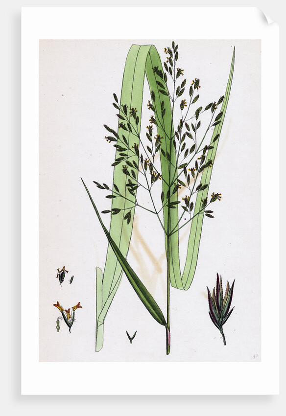 Festuca Sylvatica Var. Genuina Wood Fescue-Grass Var. A. by Anonymous