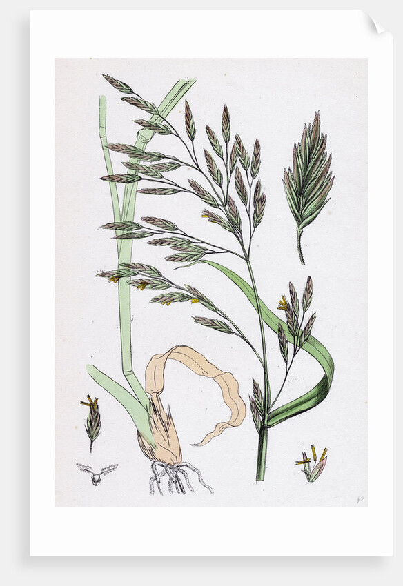 Festuca Elatior Var. Genuina Tall Fescue-Grass Var. A. by Anonymous