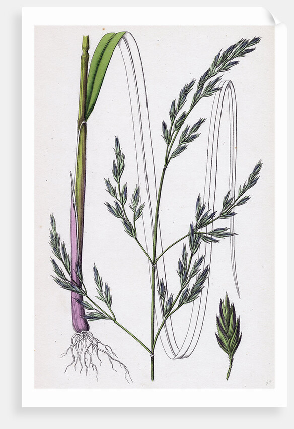 Festuca Elatior Var. Arundinacea Tall Fescue-Grass Var. B. by Anonymous