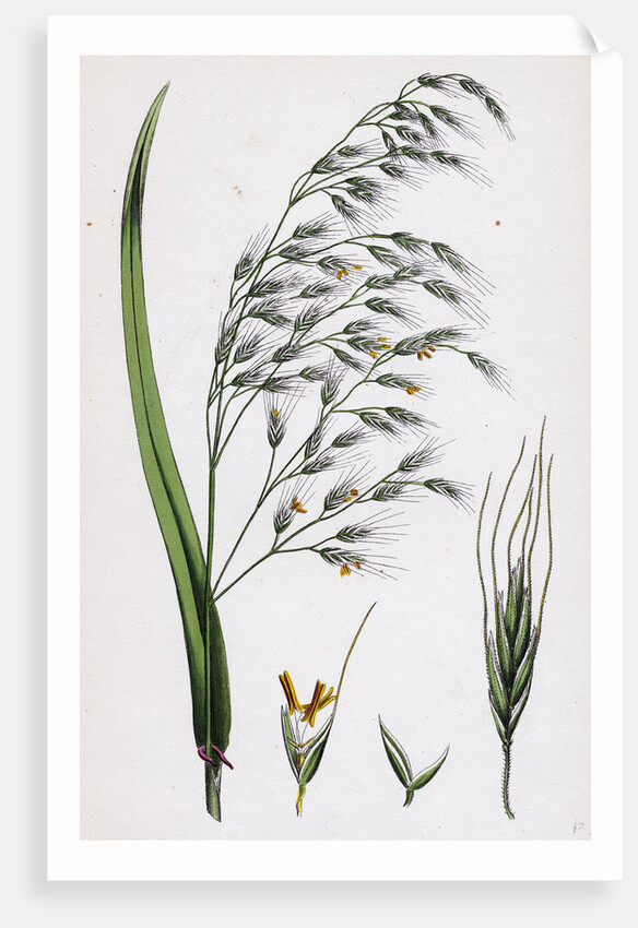 Bromus Giganteus Var. Genuinus Tall Brome-Grass Var. A. by Anonymous