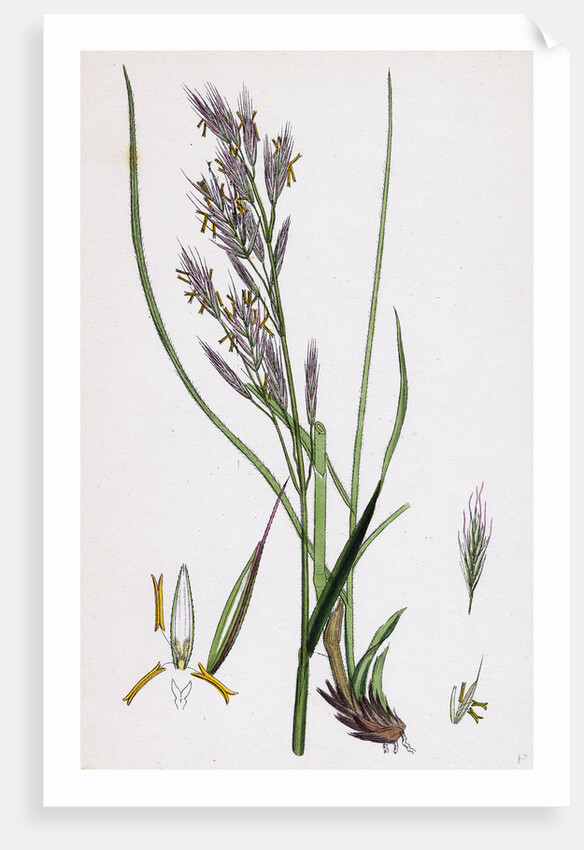 Bromus Erectus Upright Perennial Brome-Grass by Anonymous