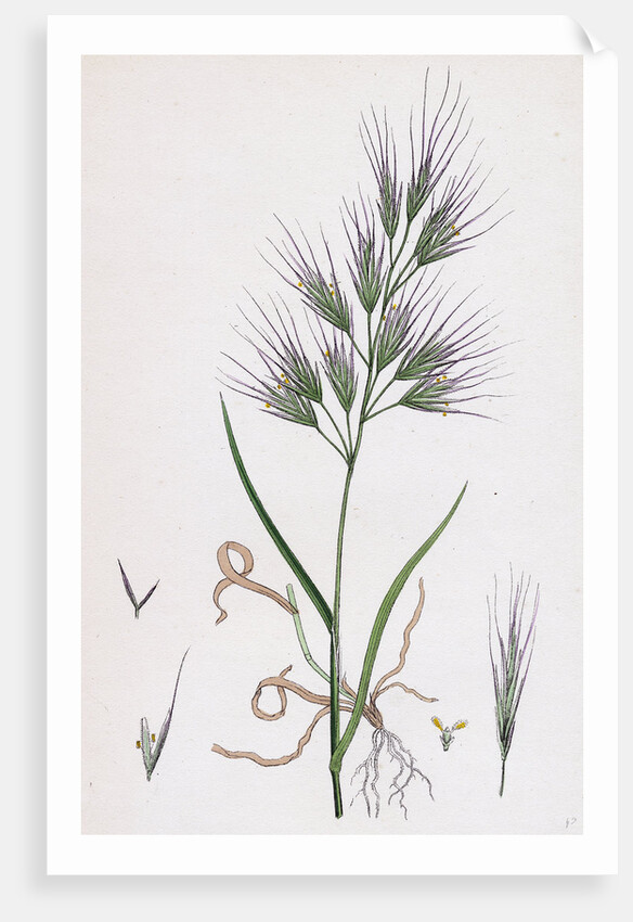 Bromus Madritensis Upright Annual Brome-Grass by Anonymous
