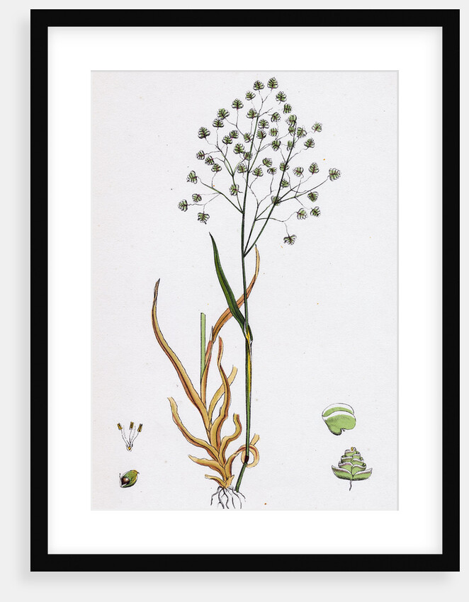 Briza Minor Small Quaking-Grass by Anonymous