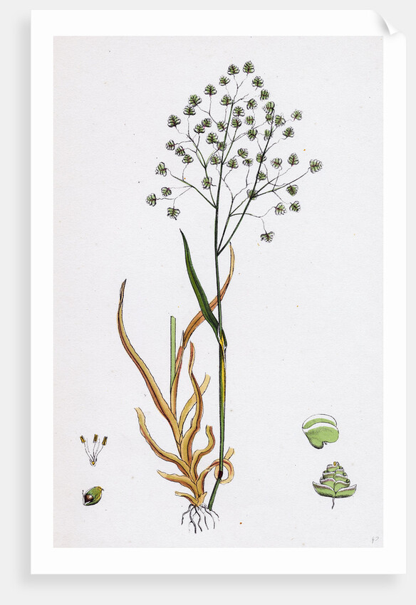 Briza Minor Small Quaking-Grass by Anonymous