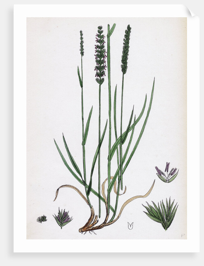 Cynosurus Cristatus Crested Dog's-Tail-Grass by Anonymous