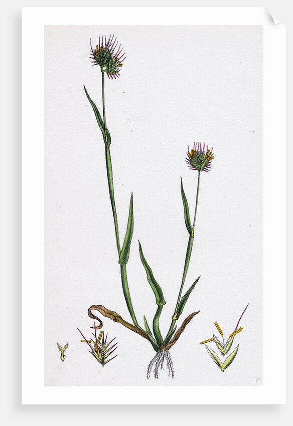 Cynosurus Echinatus Rough Dog's-Tail-Grass by Anonymous