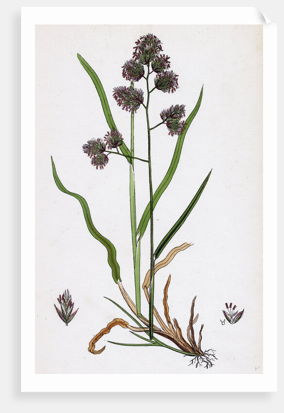 Dactylis Glomerata Rough Cock's-Foot-Grass by Anonymous