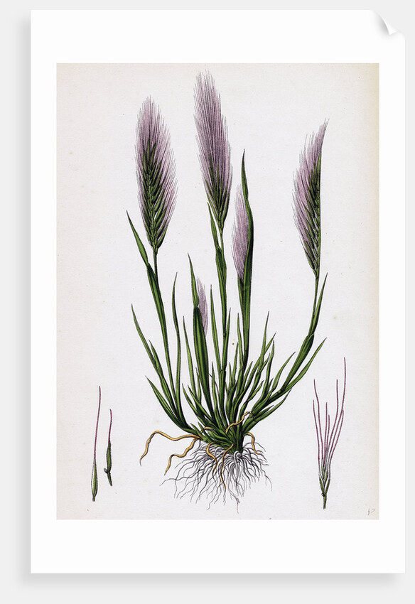 Festuca Uniglumis Single-Glumed Fescue-Grass by Anonymous