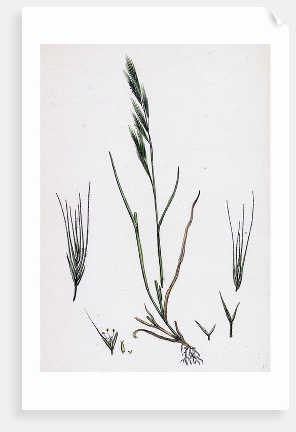 Festuca Sciuroides Barren Fescue-Grass by Anonymous