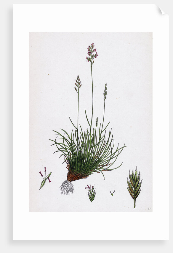 Festuca Ovina Var. Genuina Sheep's Fescue-Grass Var. A. by Anonymous