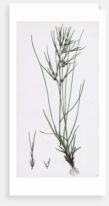 Festuca Ovina Vivipara Sheep's Fescue-Grass Viviparous Form by Anonymous