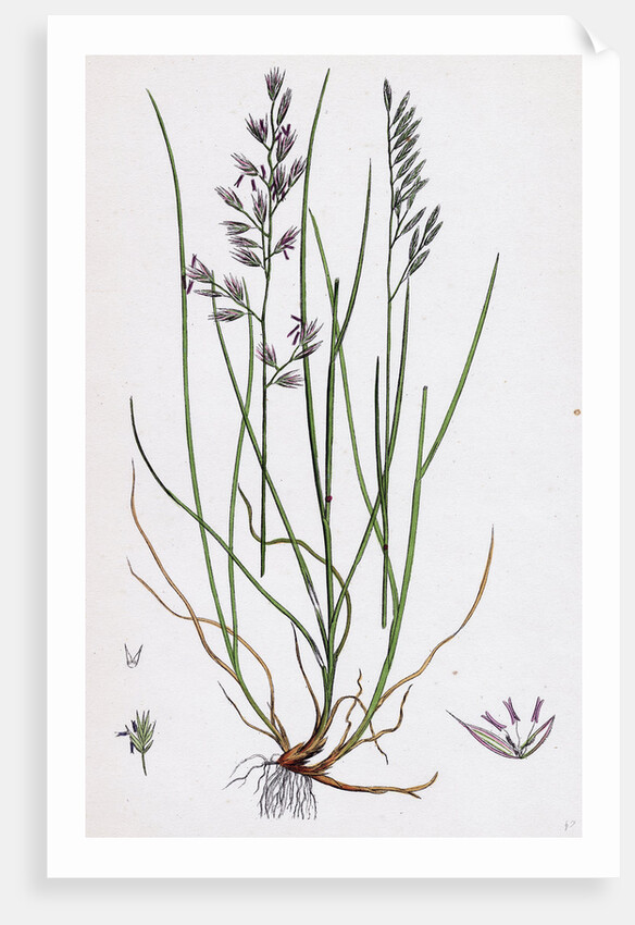 Festuca Duriuscula Hard Fescue-Grass by Anonymous