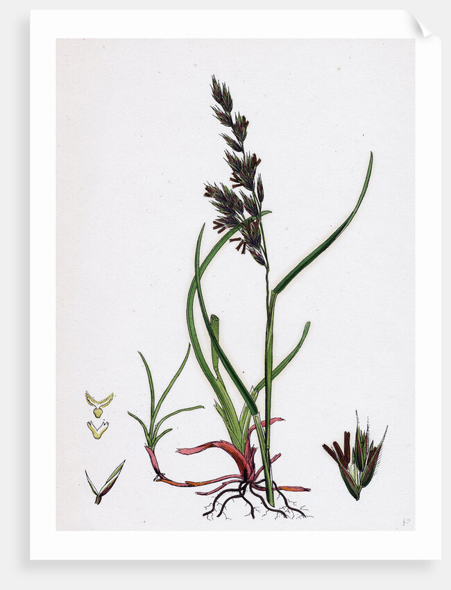 Festuca Arenaria Creeping Fescue-Grass by Anonymous