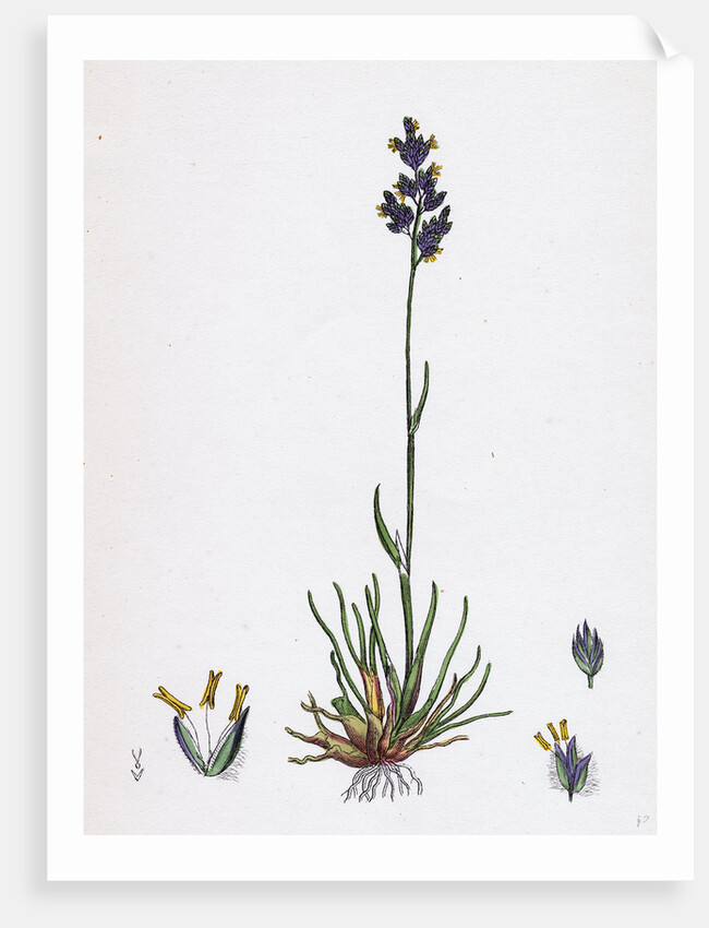 Poa Bulbosa Bulbous Meadow-Grass by Anonymous