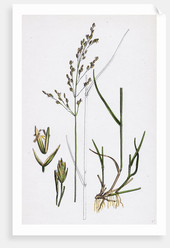 Poa Nemoralis Var. Parnellii Wood Meadow-Grass Var. E. by Anonymous