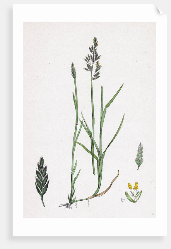 Poa Compressa Flat-Stemmed Meadow-Grass by Anonymous