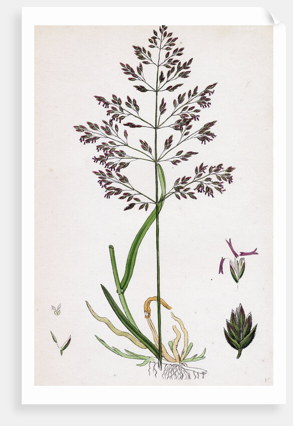 Poa Pratensis Var. Genuina Smooth Meadow-Grass Var. A. by Anonymous