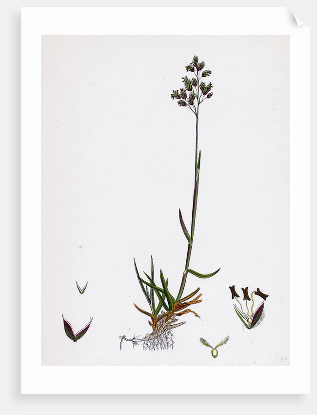 Poa Pratensis Var. Subcaerulea Smooth Meadow-Grass Var. Y. by Anonymous