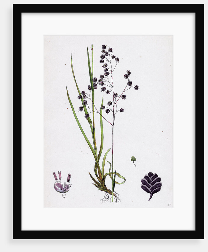 Briza Media Common Quaking-Grass by Anonymous