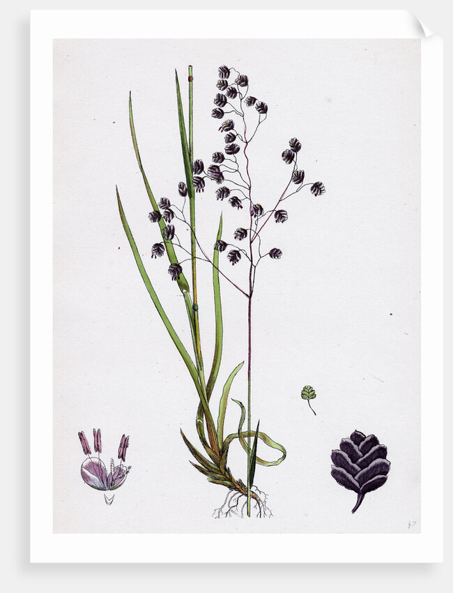 Briza Media Common Quaking-Grass by Anonymous