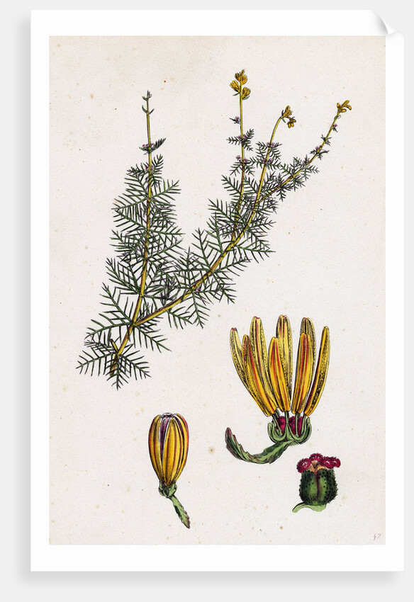 Myriophyllum Alterniflorum Alternate-Flowered Water-Milfoil by Anonymous