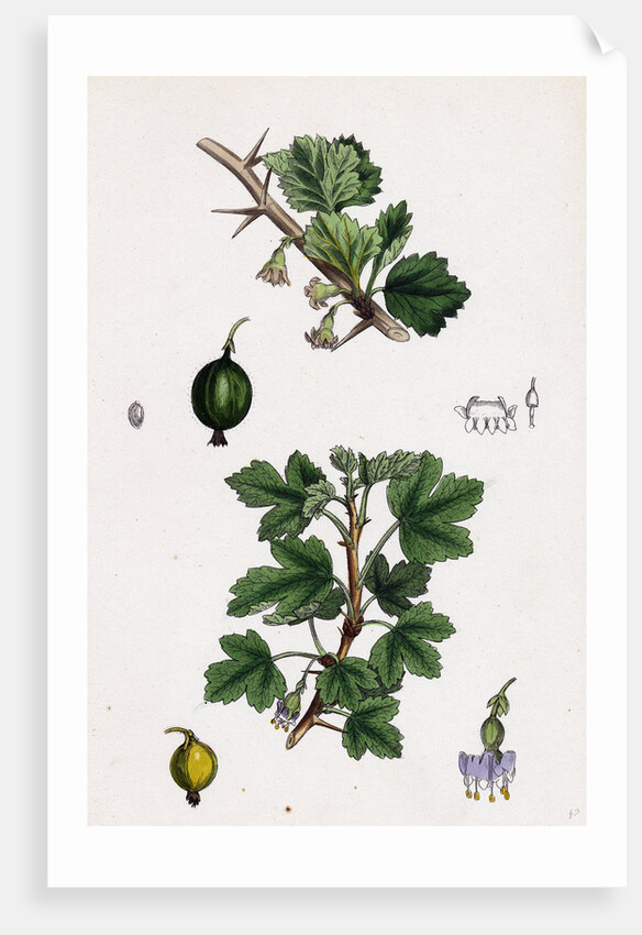 Ribes Grossularia Gooseberry by Anonymous