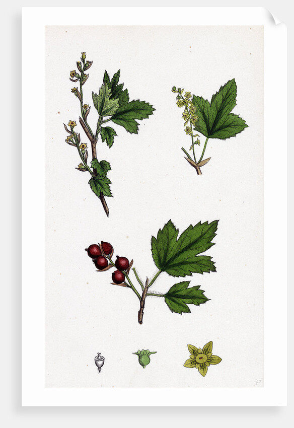 Ribes Alpinum Tasteless Mountain Currant by Anonymous