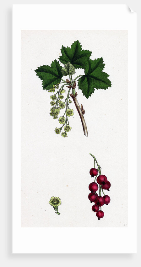 Ribes Rubrum Var. Sativum Red Currant by Anonymous