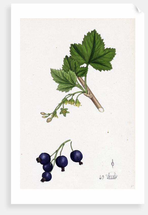 Ribes Nigrum Black Currant by Anonymous