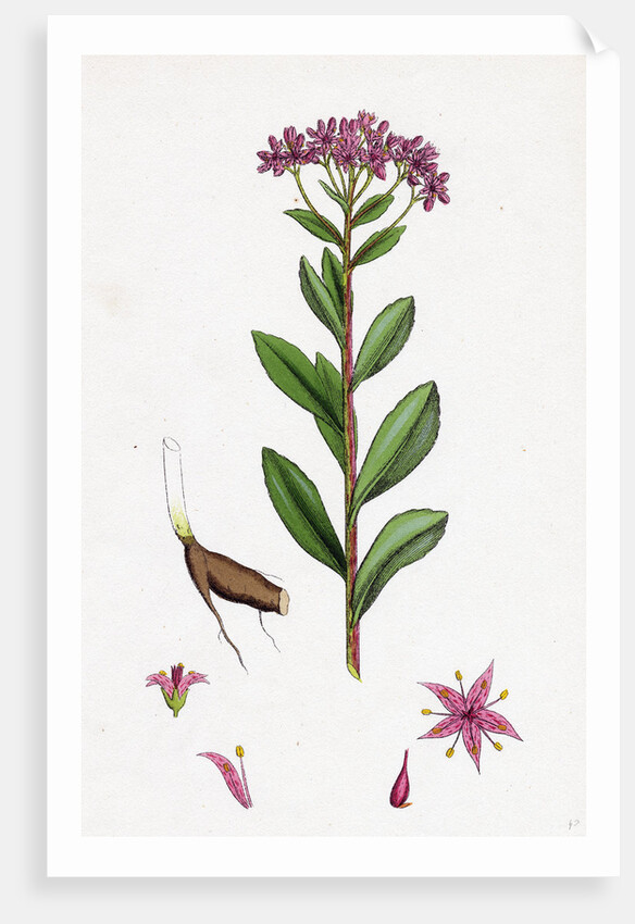 Sedum Fabaria Narrow-Leaved Orpine by Anonymous