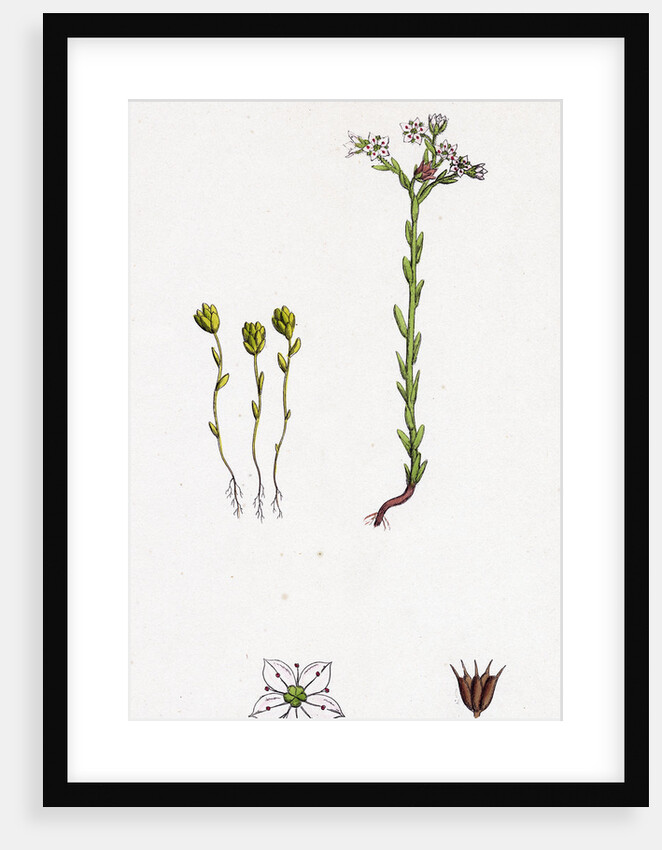 Sedum Villosum Hairy Stone-Crop by Anonymous