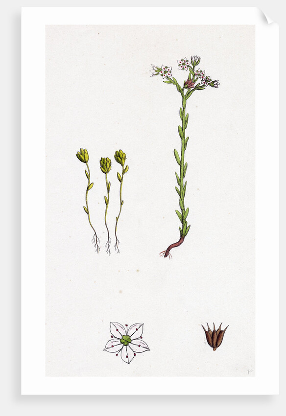 Sedum Villosum Hairy Stone-Crop by Anonymous