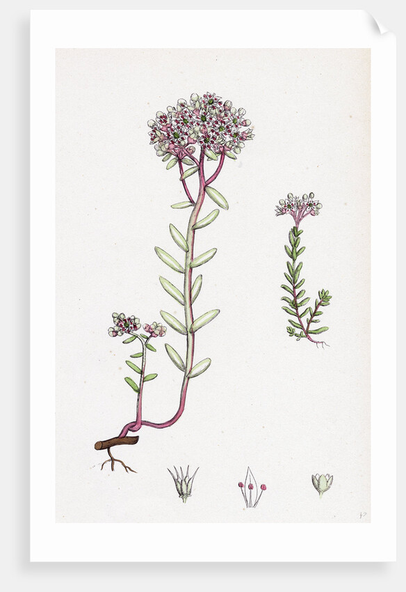 Sedum Eu-Album Sedum Album and Sedum Micranthum White Stone-Crop by Anonymous