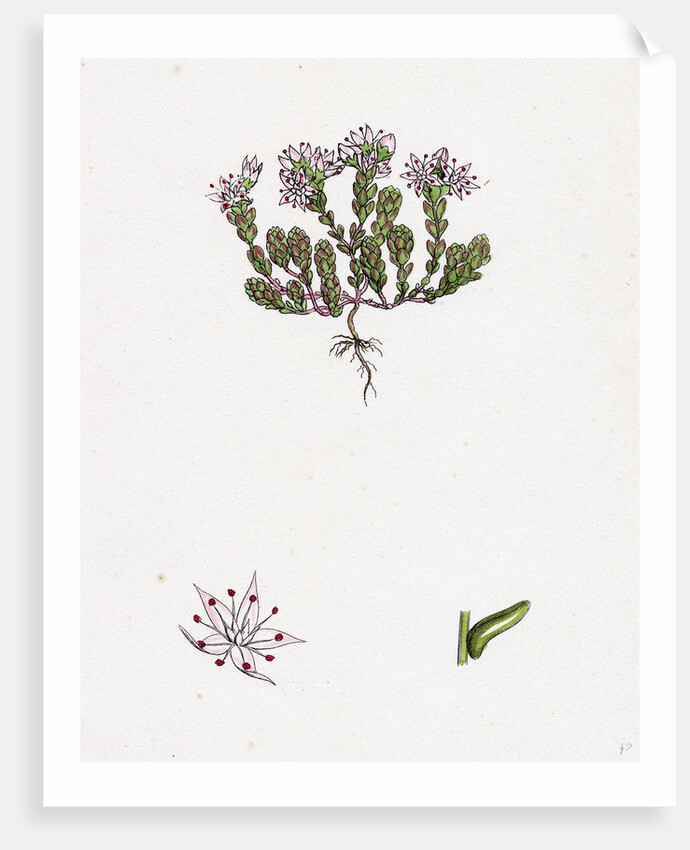 Sedum Anglicum English Stone-Crop- by Anonymous