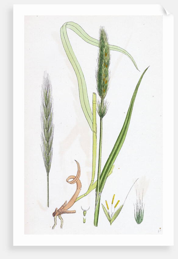 Hordeum Sylvaticum Wood Barley by Anonymous