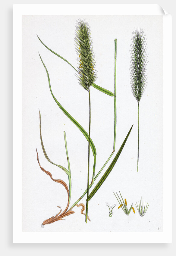 Hordeum Pratense Meadow Barley by Anonymous