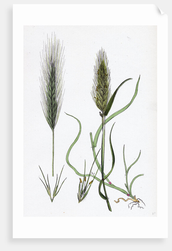 Hordeum Murinum Wall Barley by Anonymous