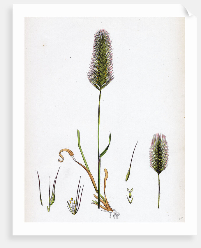 Hordeum Maritimum Sea Barley by Anonymous