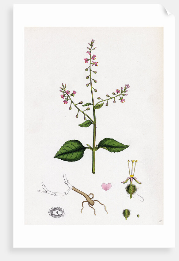 Circaea Lutetiana Common Enchanter's-Nightshade by Anonymous