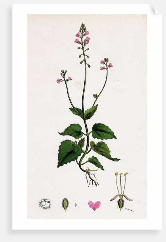 Circaea Alpina Alpine Enchanter's-Nightshade by Anonymous